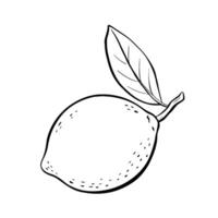 An Illustration of a Fresh Lemon with Leaf, sketch illustration. vector