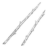 Two Twigs with branches on a clean, white background create a captivating visual aesthetic vector