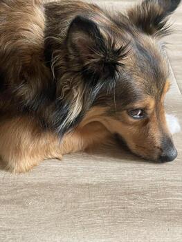 foto de un perro con un linda Mira