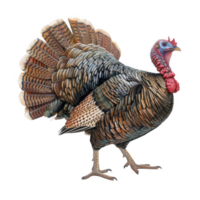 A Detailed Portrait of a Wild Turkey with Spread Tail Feathers png