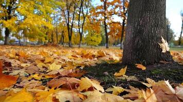 View on empty park covered with golden foliage at ground on sunny day. Yellow maple leaves lying on lawn at autumn parkland. Beautiful colorful fall season. Low view Slow motion video