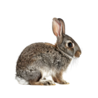 A Close-Up of a Grey and Brown Rabbit Sitting with its Ears Perked Up png