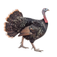 Wild Turkey with Spread Tail Feathers png