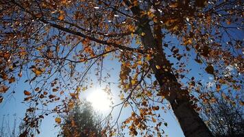 View to tree top of birch with yellow maple leaves at sunny autumn day. Branches with lush foliage gently swaying in wind with sunlight at background. Beautiful colorful fall season. Low view video