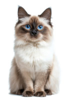 A fluffy cat with striking blue eyes sits gracefully against a plain background in soft lighting png