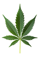 A close-up view of a green cannabis leaf arranged on a plain surface png