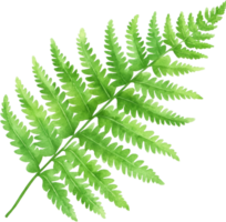 Green fern leaf branch isolated transparent background png