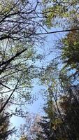 tree branches with leaves swaying in the wind, view from bottom to top. High quality 4k footage video