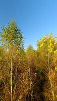Smooth FPV drone flight in the autumn treetops in a birch forest. video