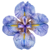 Iris flower top view full length isolate on transparency background png