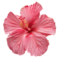 Hibiscus flower top view full length isolate on transparency background png