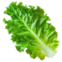 floated Fresh salad green lettuce leaf isolate on transparency background png