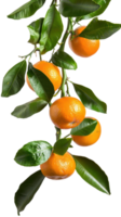Tangerines on branch isolate on transparency background png
