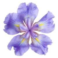 Iris flower isolate on transparency background png