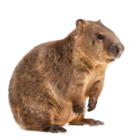Wombat side view full body isolate on transparency background png
