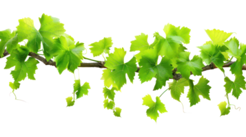 Bush grape vine isolate on transparency background png