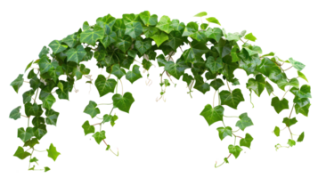 liana ivy plant bush vine isolate on transparency background png