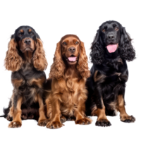 Cocker Spaniels full body isolate on transparency background png
