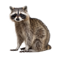 Raccoon full body isolate on transparency background png