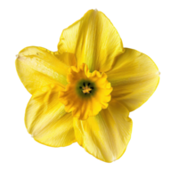 Daffodil flower top view full length isolate on transparency background png