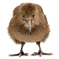 Kiwi bird front view full body isolate on transparency background png