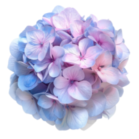 Hydrangea flower top view full length isolate on transparency background png