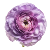 Ranunculus flower isolate on transparency background png