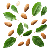 almond and leave closeup top view isolate on transparency background png