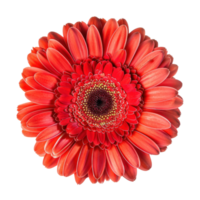 Gerbera Daisy flower top view full length isolate on transparency background png