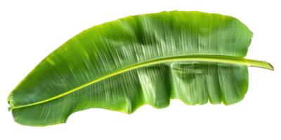 a large banana leave isolate on transparency background png