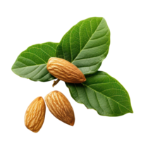 almond and leave closeup isolate on transparency background png
