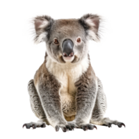 Koala Bear front view full body isolate on transparency background png