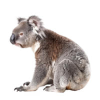 Koala Bear side view full body isolate on transparency background png