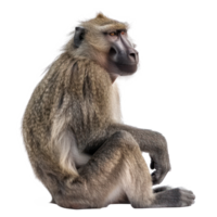 Baboon full body isolate on transparency background png