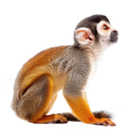 Squirrel Monkey side view full body isolate on transparency background png