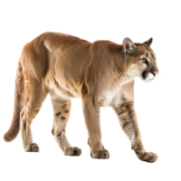 Puma full body isolate on transparency background png