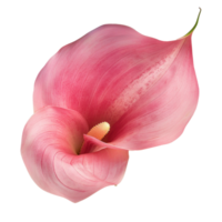 Calla Lily flower top view full length isolate on transparency background png