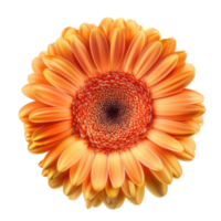 Gerbera Daisy flower top view full length isolate on transparency background png