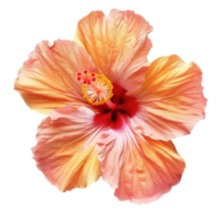 Hibiscus flower isolate on transparency background png