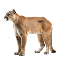 Puma side view full body isolate on transparency background png
