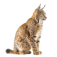 Bobcat side view full body isolate on transparency background png