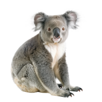 Koala Bear full body isolate on transparency background png