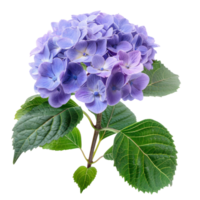 Hydrangea flower isolate on transparency background png