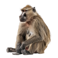 Baboon full body isolate on transparency background png