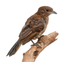 Oilbird side view full body isolate on transparency background png