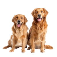 Golden Retrievers full body isolate on transparency background png
