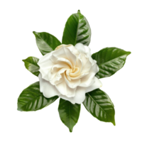 Gardenia flower top view full length isolate on transparency background png
