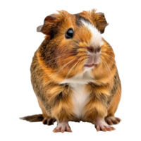 Guinea Pigs pet side view full body isolate on transparency background png