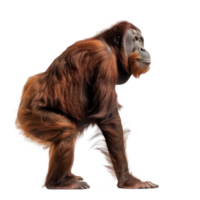 Orangutan side view full body isolate on transparency background png