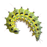 Caterpillar front view full body isolate on transparency background png